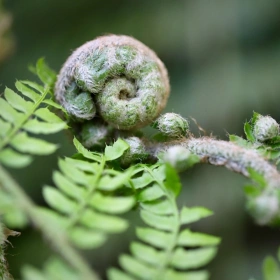 Vollmond-Trommeln – Energie, Rhythmus, Transformation