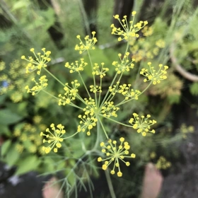 Frauen Ritual Zeit – Salz, Blüten & Kräuter