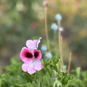 Frauen Ritual Zeit – Salz, Blüten & Kräuter