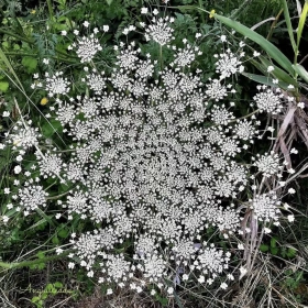 Frauen Ritual Zeit – Salz, Blüten & Kräuter