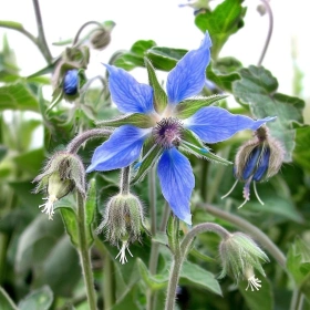 Frauen Ritual Zeit – Salz, Blüten & Kräuter