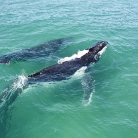 Ocean Prayer CD - Die Reise mit den Walen