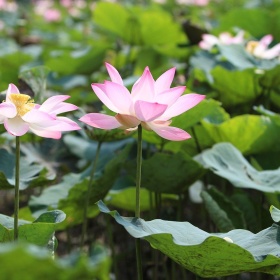 Die acht glücksverheissenden Symbole im Buddhismus: Ihre Bedeutung