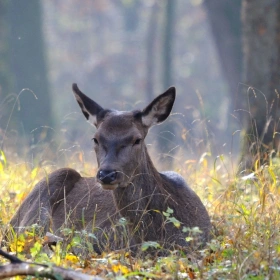 Muss eine Schamanen Trommel immer gleich tönen?