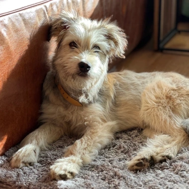 Bodhi – Ausgeglichenheitsmanager