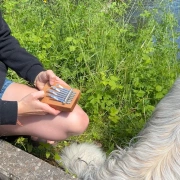 Kalimba B7