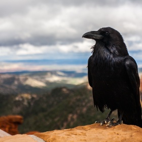 Raven's Spirit aus Labradorith