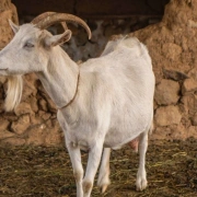 Schamanen Trommel | Pakistan ø 40 cm