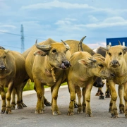 Schamanentrommel | ø 51-55 cm | Büffel