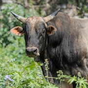 Schamanentrommel | ø 51-55 cm | Büffel