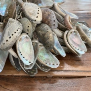 Rassel aus Abalone Muscheln