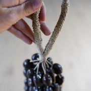 Rassel Buah Karet | harmonischer Klang