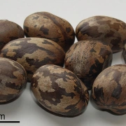 Rassel Buah Karet | harmonischer Klang