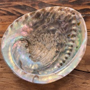 Räuchermuschel |  Abalone