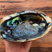 Räuchermuschel | Blaue Abalone