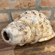 Muschelhorn