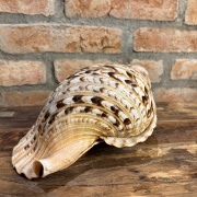 Muschelhorn