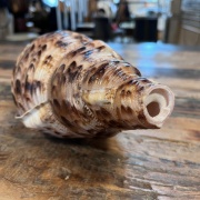 Muschelhorn