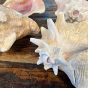 Muschelhorn | Pūtātara | Shankha | Conch Shell |  Kavadi | Conque | ca. 24 cm