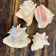 Muschelhorn | Pūtātara | Shankha | Conch Shell |  Kavadi | Conque | ca. 24 cm