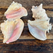 Muschelhorn | Pūtātara | Shankha | Conch Shell |  Kavadi | Conque | ca. 24 cm