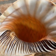 Muschelhorn