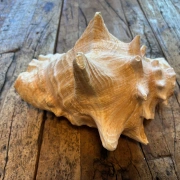 Muschelhorn | Pūtātara | Shankha | Conch Shell |  Kavadi | Conque | ca. 24 cm