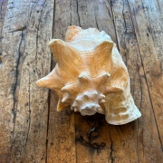 Muschelhorn | Pūtātara | Shankha | Conch Shell |  Kavadi | Conque | ca. 24 cm