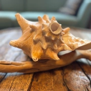 Muschelhorn | Pūtātara | Shankha | Conch Shell |  Kavadi | Conque | ca. 24 cm