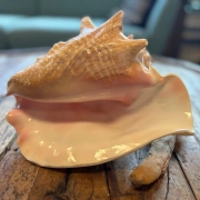 Muschelhorn | Pūtātara | Shankha | Conch Shell |  Kavadi | Conque | ca. 24 cm