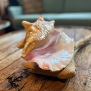 Muschelhorn | Pūtātara | Shankha | Conch Shell |  Kavadi | Conque | ca. 24 cm
