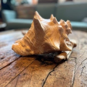 Muschelhorn | Pūtātara | Shankha | Conch Shell |  Kavadi | Conque | ca. 24 cm