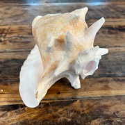 Muschelhorn | Pūtātara | Shankha | Conch Shell |  Kavadi | Conque | ca. 24 cm