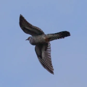 Kuckuck-Flöte aus Bambus