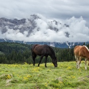 Schamanentrommel | ø 46-50 cm | Pferd