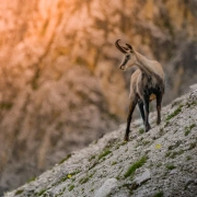 Schamanentrommel | ø 35-39 cm | Gams