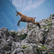 Schamanentrommel | ø 35-39 cm | Gams