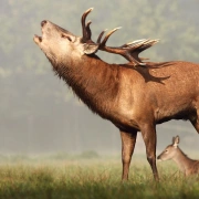 Schamanen Trommel ø 41.5 cm