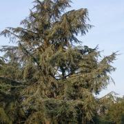 Schamanen Trommel 35 cm