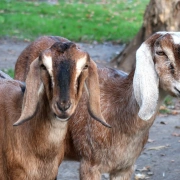 Schamanentrommel | ø 46-50 cm | Ziege