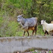 Schamanentrommel | ø 46-50 cm | Ziege