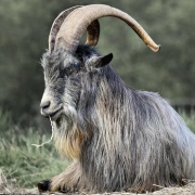 Schamanentrommel | ø 46-50 cm | Ziege