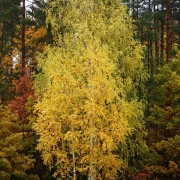 Trommelstock Naturleder | Birke
