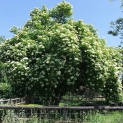 Trommelstock Lederklöppel – 41 cm