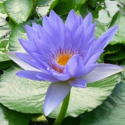 Raumspray | Sacred Blue Lotus