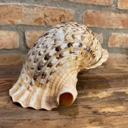 Muschelhorn