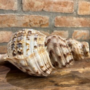 Muschelhorn