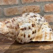 Muschelhorn