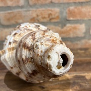 Muschelhorn