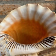 Muschelhorn